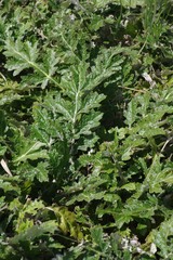 Platycarpha glomerata
