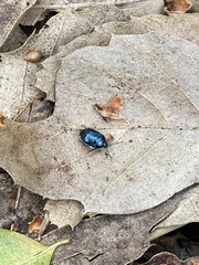 Canthophorus melanopterus