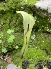 Arum hygrophilum