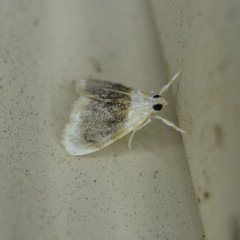 Lipocosmodes fuliginosalis