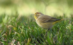 Palm Warbler photo 5