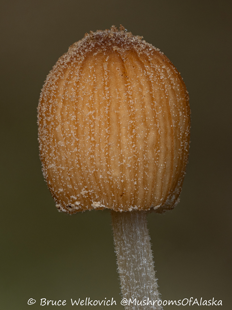 Coprinellus aquatilis
