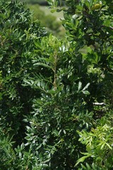 Hippobromus pauciflorus