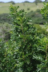 Hippobromus pauciflorus