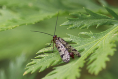 Panorpa meridionalis