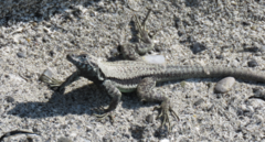 Microlophus atacamensis