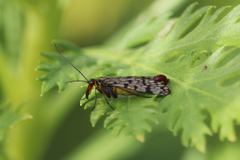 Panorpa meridionalis