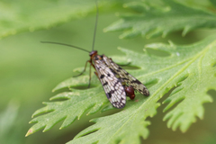 Panorpa meridionalis