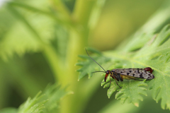 Panorpa meridionalis