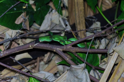 Kramer's Pit Viper