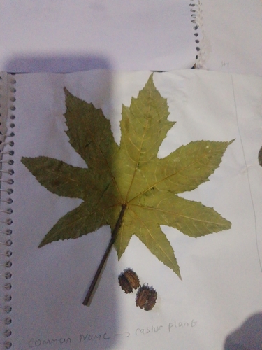 castor bean
