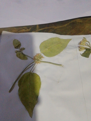 Leptadenia lanceolata