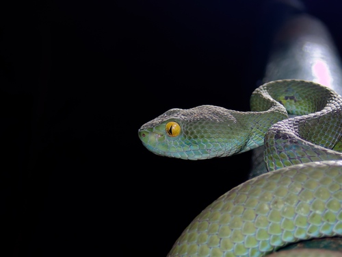 Kramer's Pit Viper