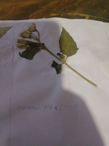 Siam weed