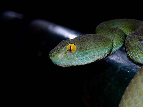 Kramer's Pit Viper
