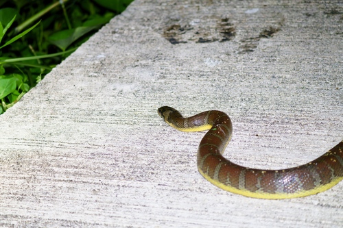 Jack's Water Snake