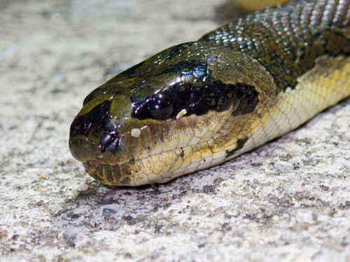Jack's Water Snake