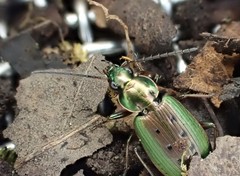 Agonum octopunctatum