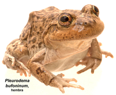 Pleurodema bufoninum