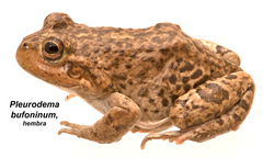Pleurodema bufoninum