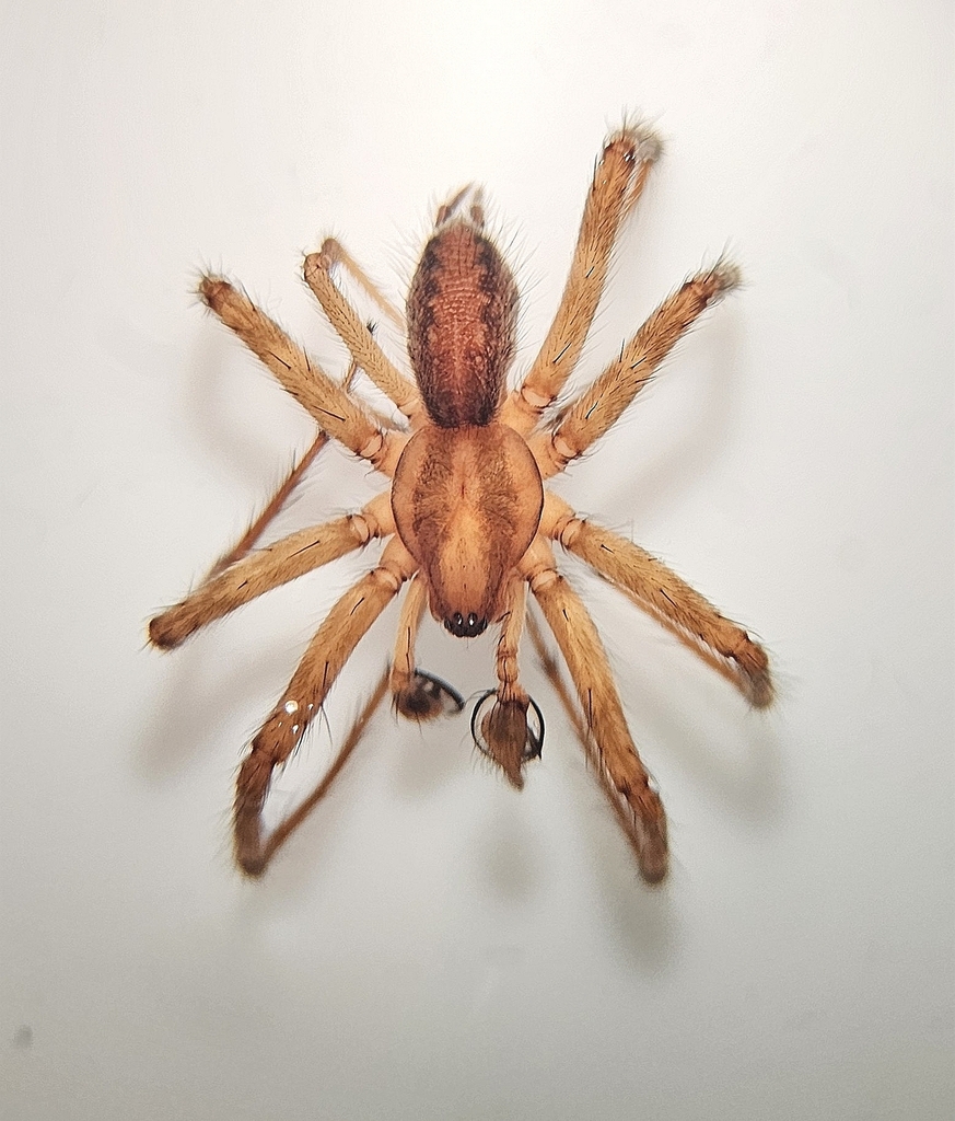 Agelenopsis kastoni