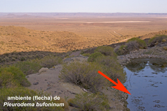 Pleurodema bufoninum