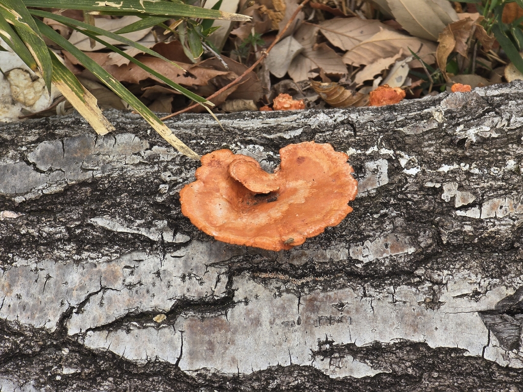 Trametes coccinea · March 2026 · photo: © tbc_watanabe (iNaturalist, cc-by-sa)