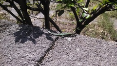 Anatololacerta pelasgiana