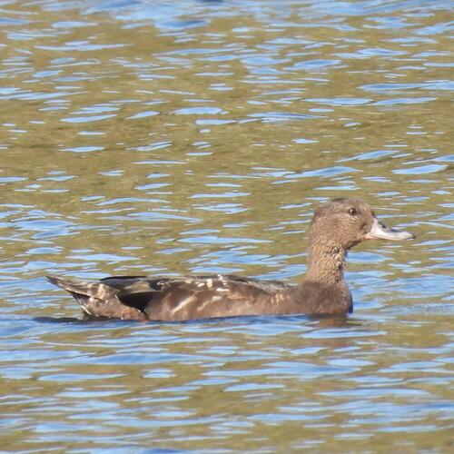 African Black Duck (Anas sparsa), photo 10