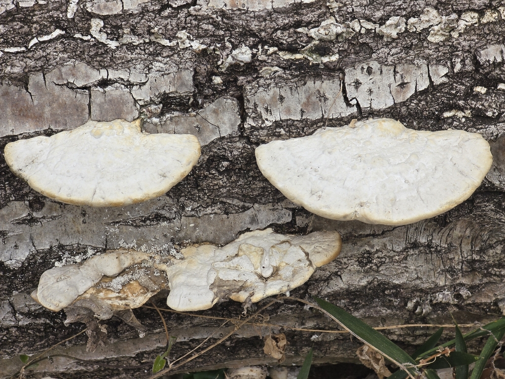 Trametes orientalis · March 2026 · photo: © tbc_watanabe (iNaturalist, cc-by-sa)