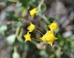 Bupleurum multinerve