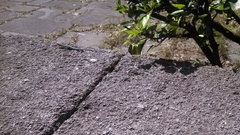 Anatololacerta pelasgiana