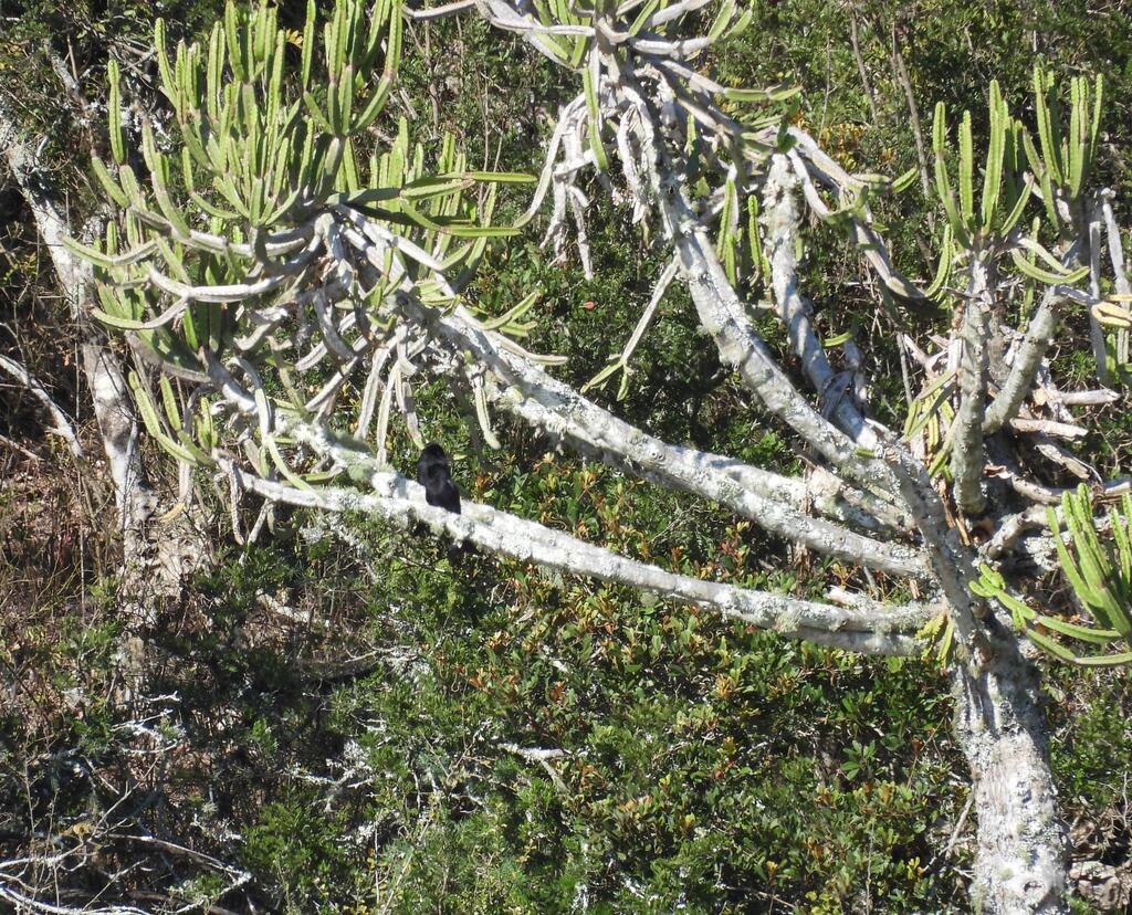 Euphorbia tetragona; photograph (c) Henry de Lange, some rights reserved (CC BY)