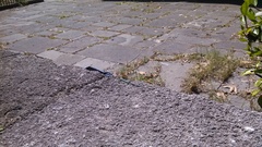 Anatololacerta pelasgiana