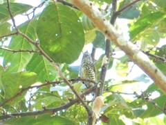 Picumnus innominatus