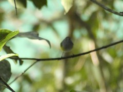 Phylloscopus castaniceps