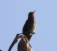 Phaeoptila sordida