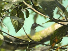 Phylloscopus castaniceps