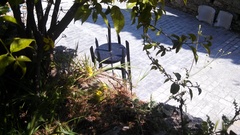 Anatololacerta pelasgiana