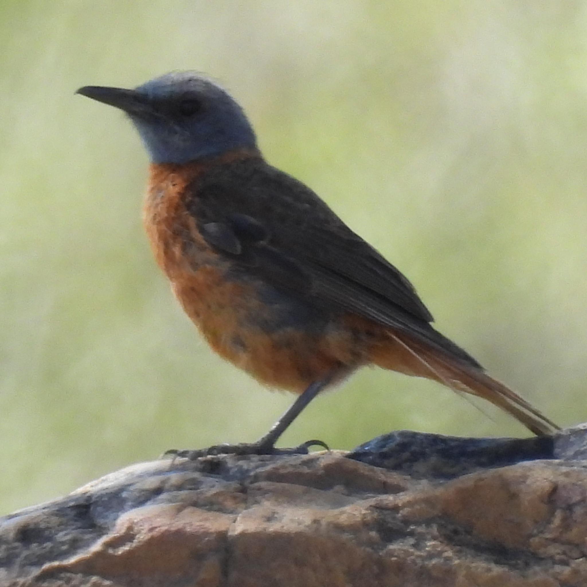 Cape Rock Thrush (Monticola rupestris), photo 3