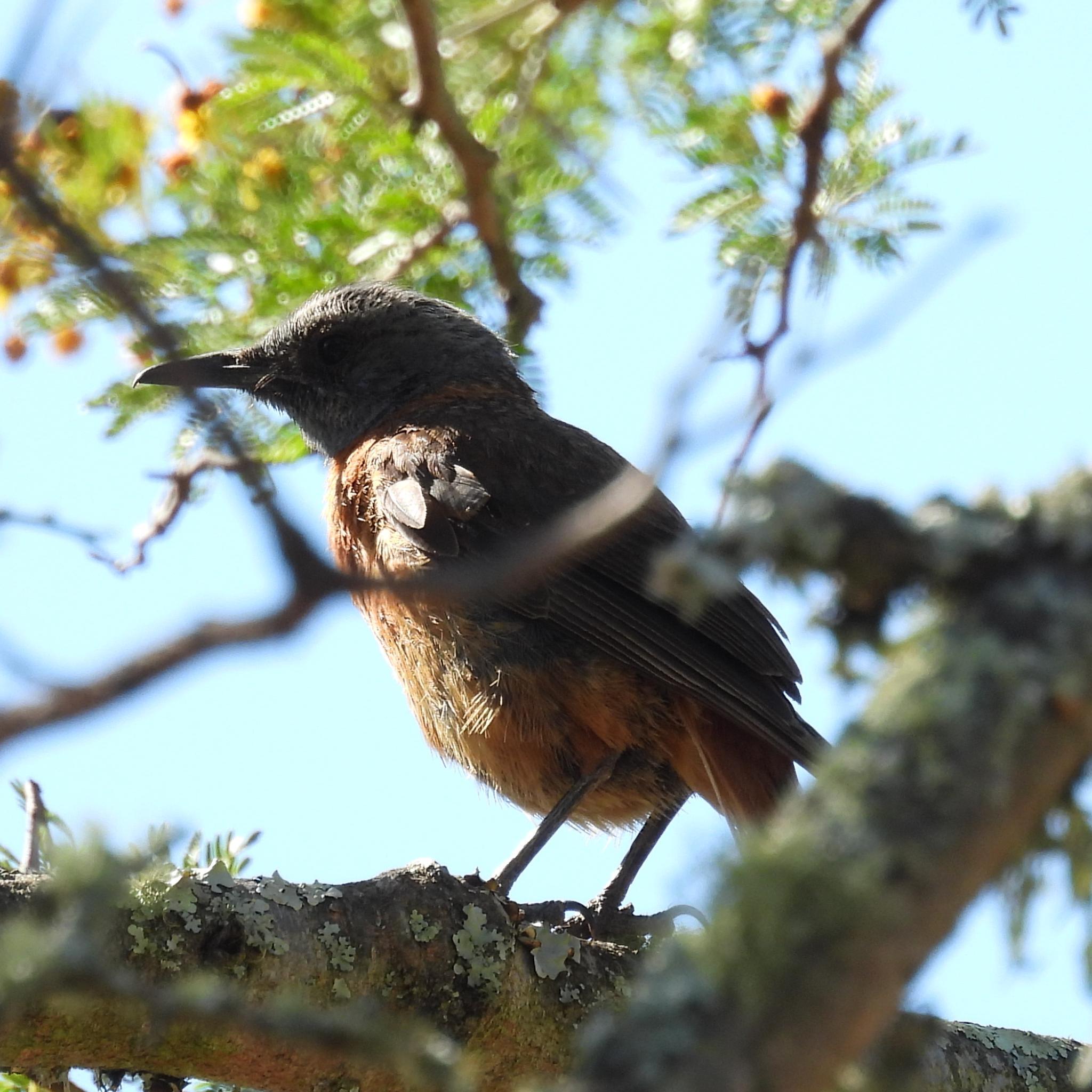 Cape Rock Thrush (Monticola rupestris), photo 4