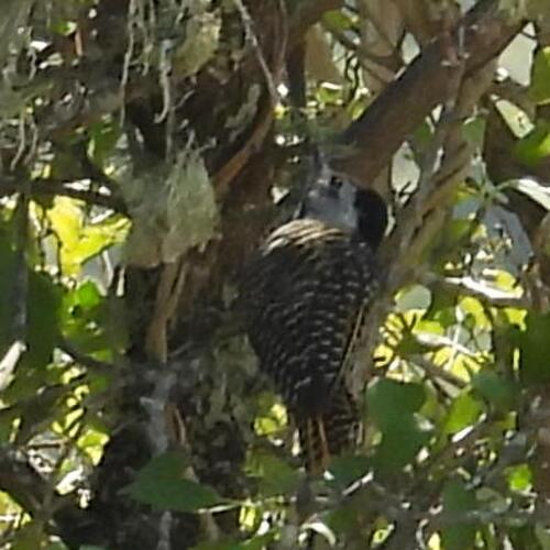 Cardinal Woodpecker (Dendropicos fuscescens), photo 10