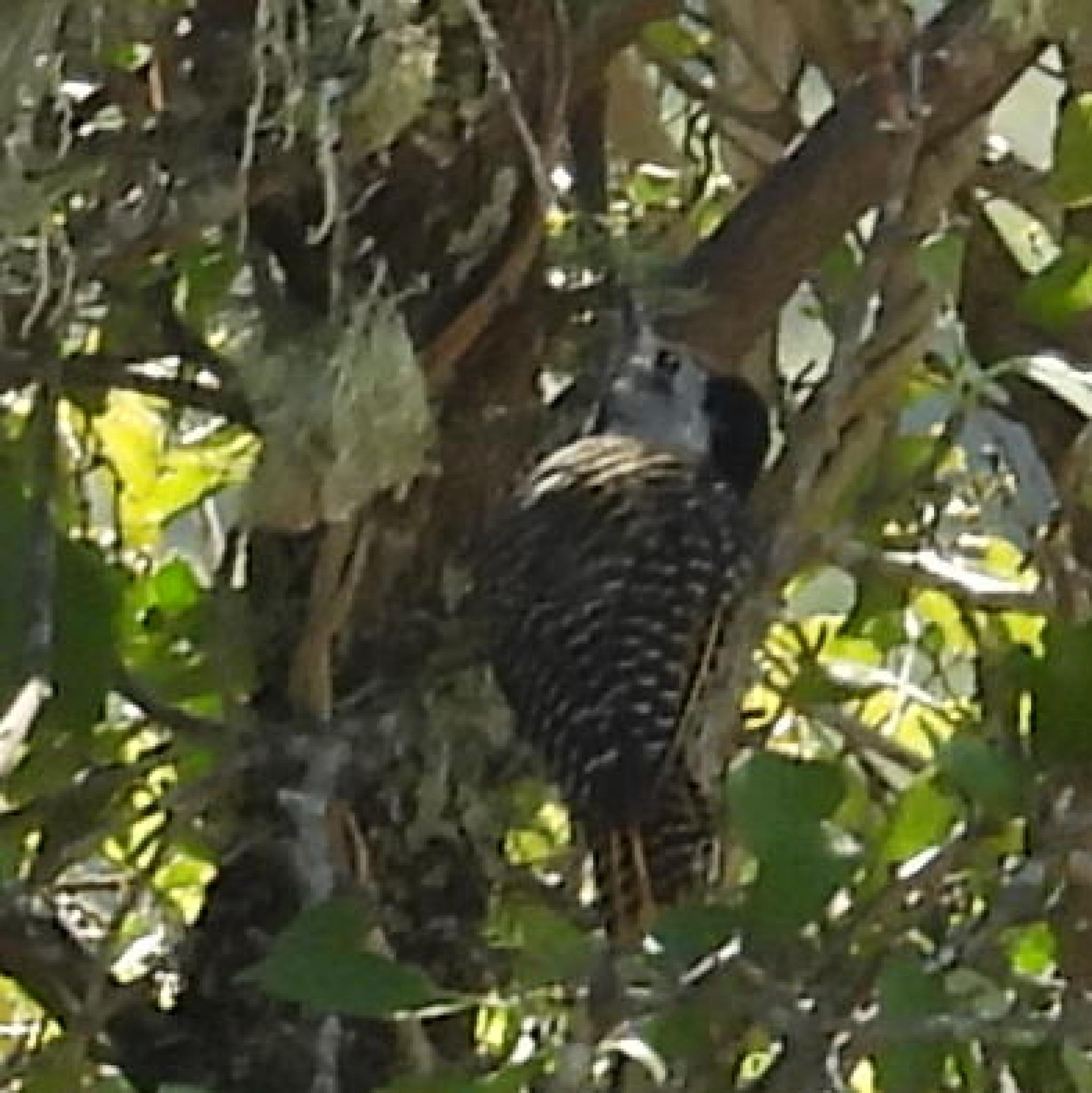 Cardinal Woodpecker (Dendropicos fuscescens), photo 10