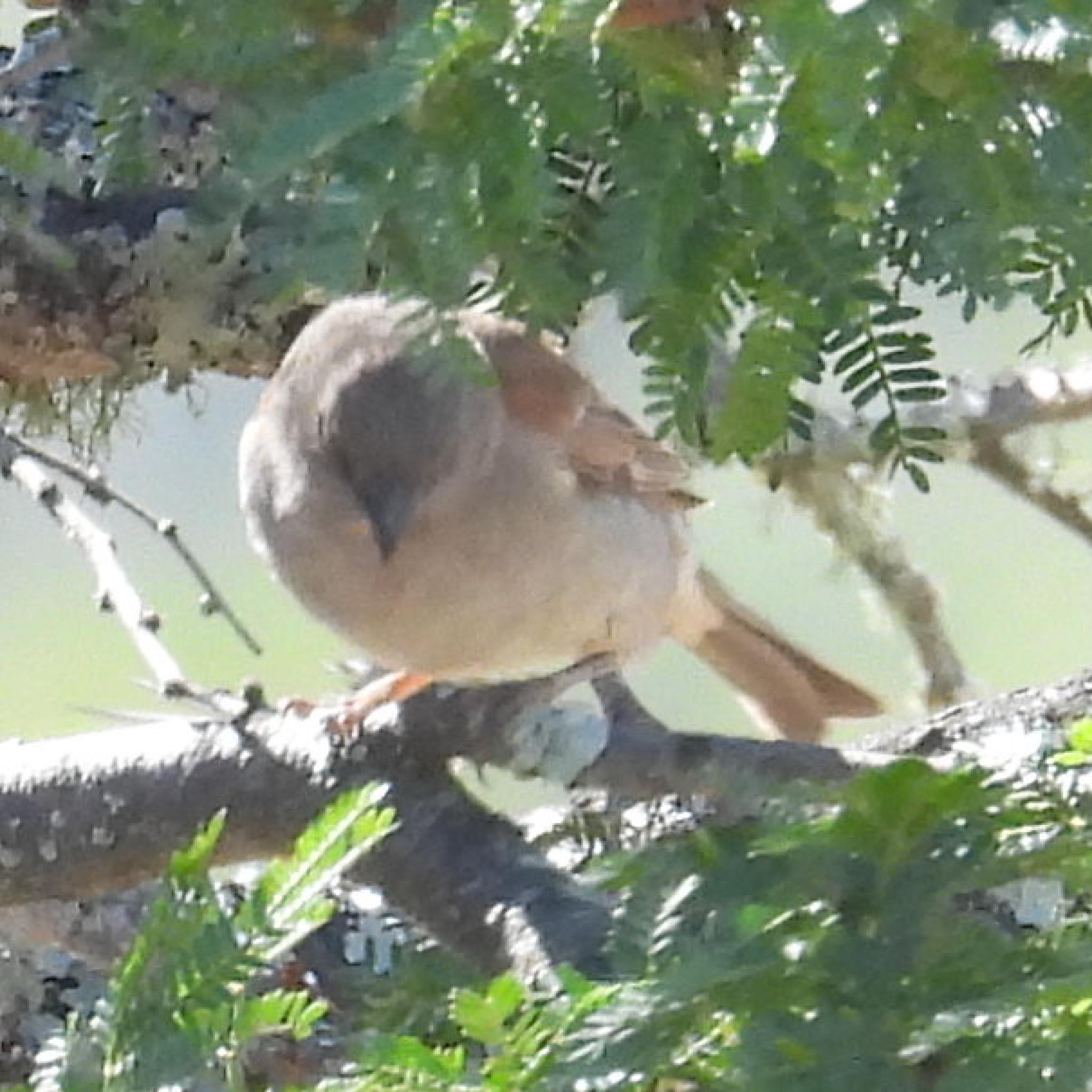 Southern Grey-headed Sparrow (Passer diffusus), photo 9