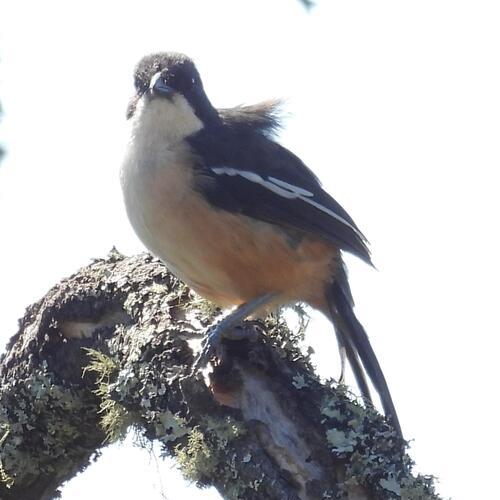 Southern Boubou (Laniarius ferrugineus), photo 2