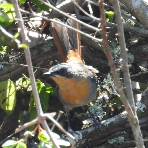 Cape Robin-Chat (Dessonornis caffer), photo 5