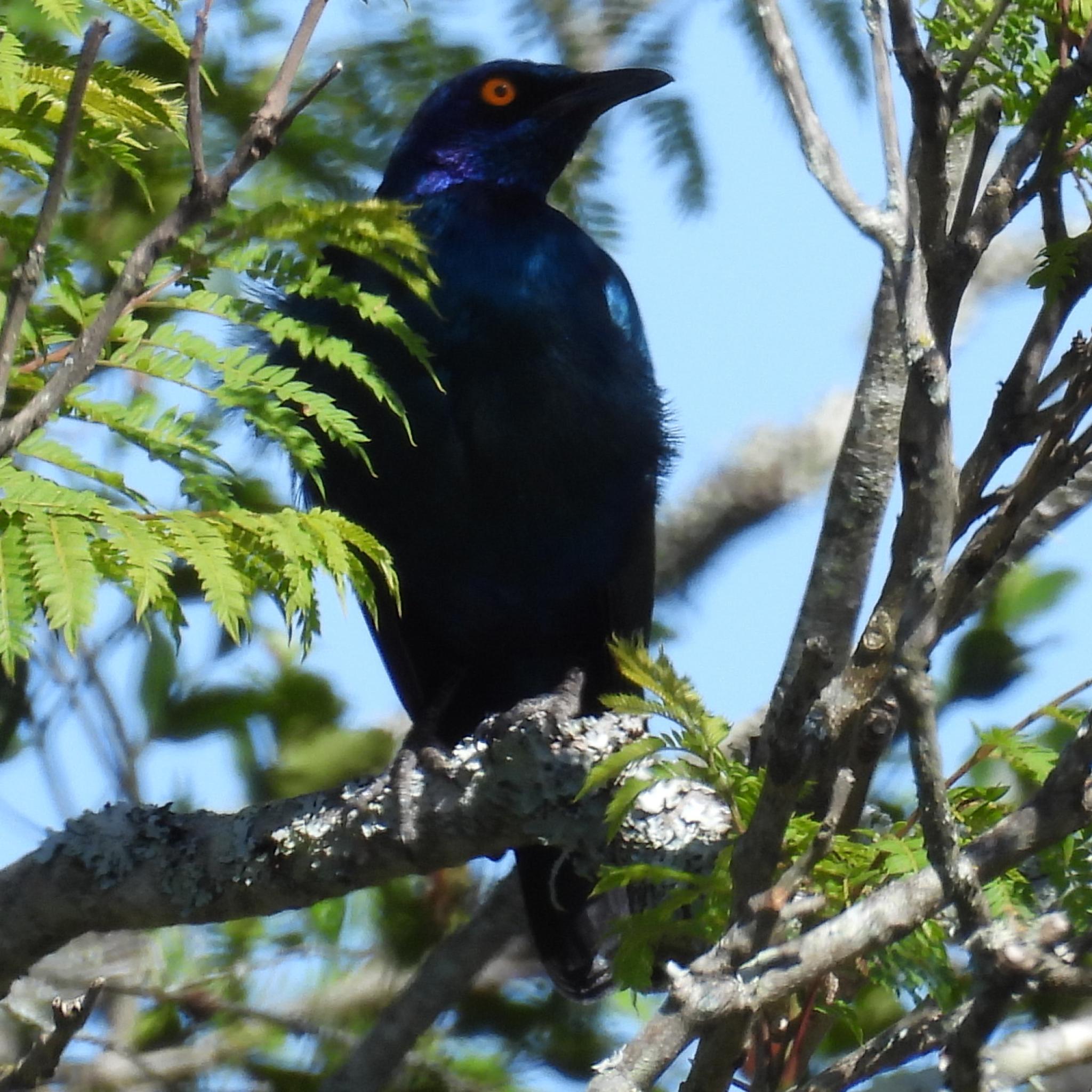 Cape Starling (Lamprotornis nitens), photo 7