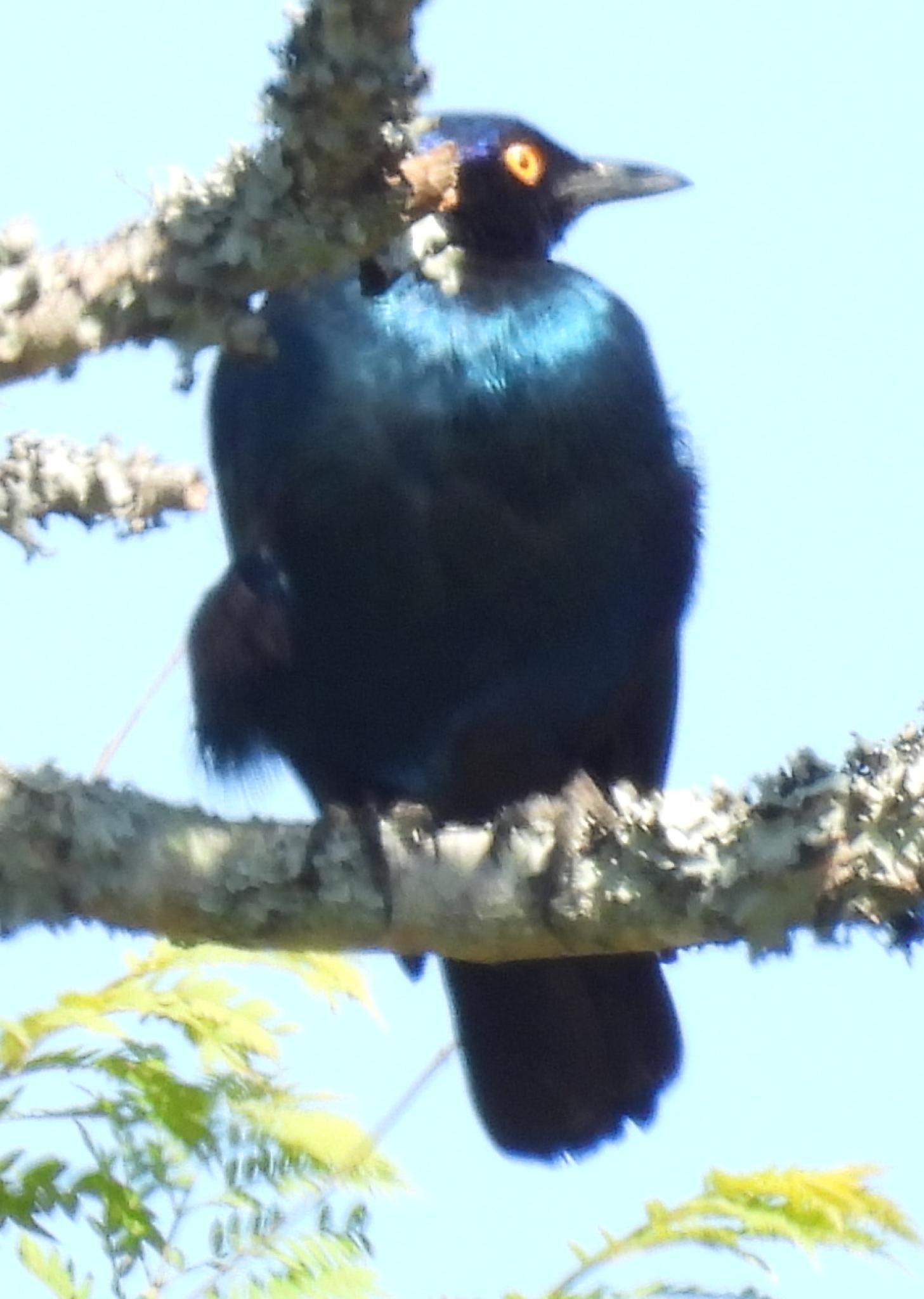 Cape Starling (Lamprotornis nitens), photo 8
