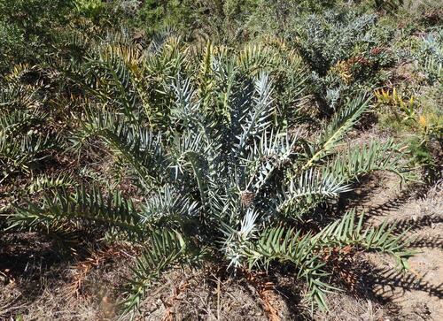 Eastern Cape blue cycad (Encephalartos horridus)