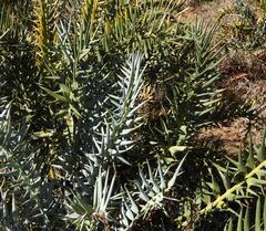 Encephalartos horridus, photograph (c) Henry de Lange, some rights reserved (CC BY)